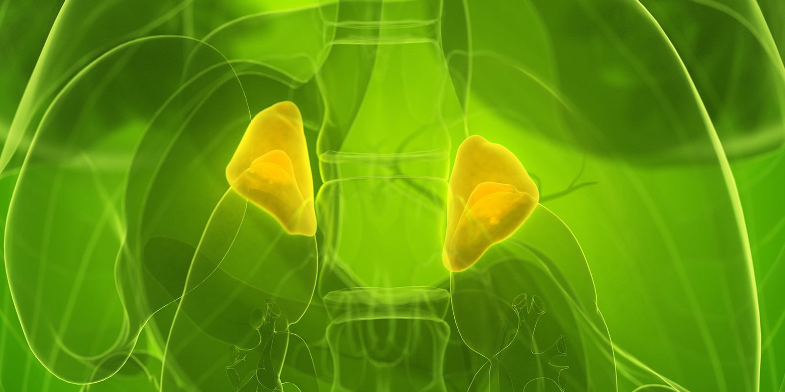 Collection of supplements created for Adrenal & Thyroid